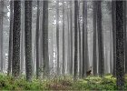 Trevor Unwin_Caledonian Forest [Pencil sketch].jpg